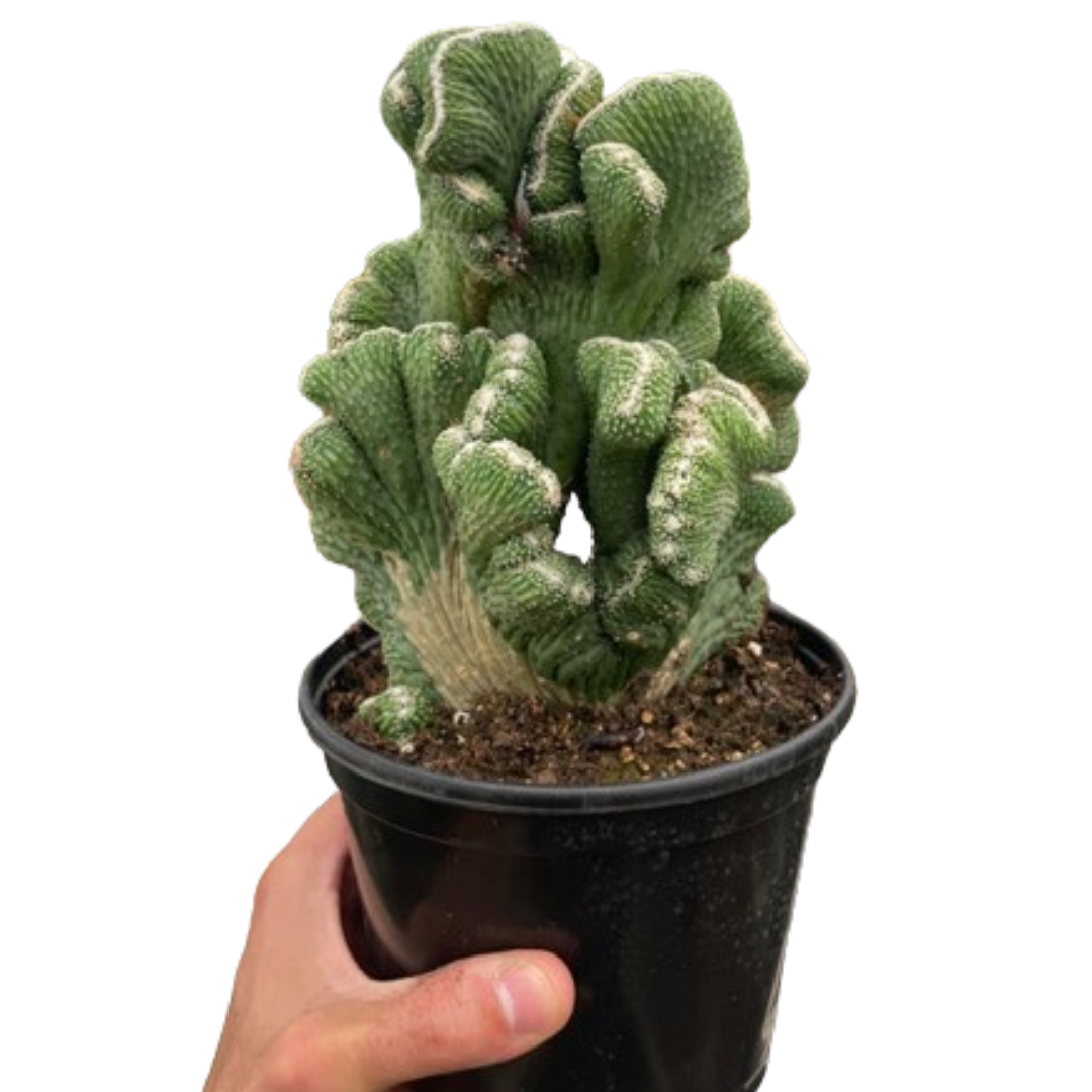 Succulent Cereus Coral Green-6" Pot