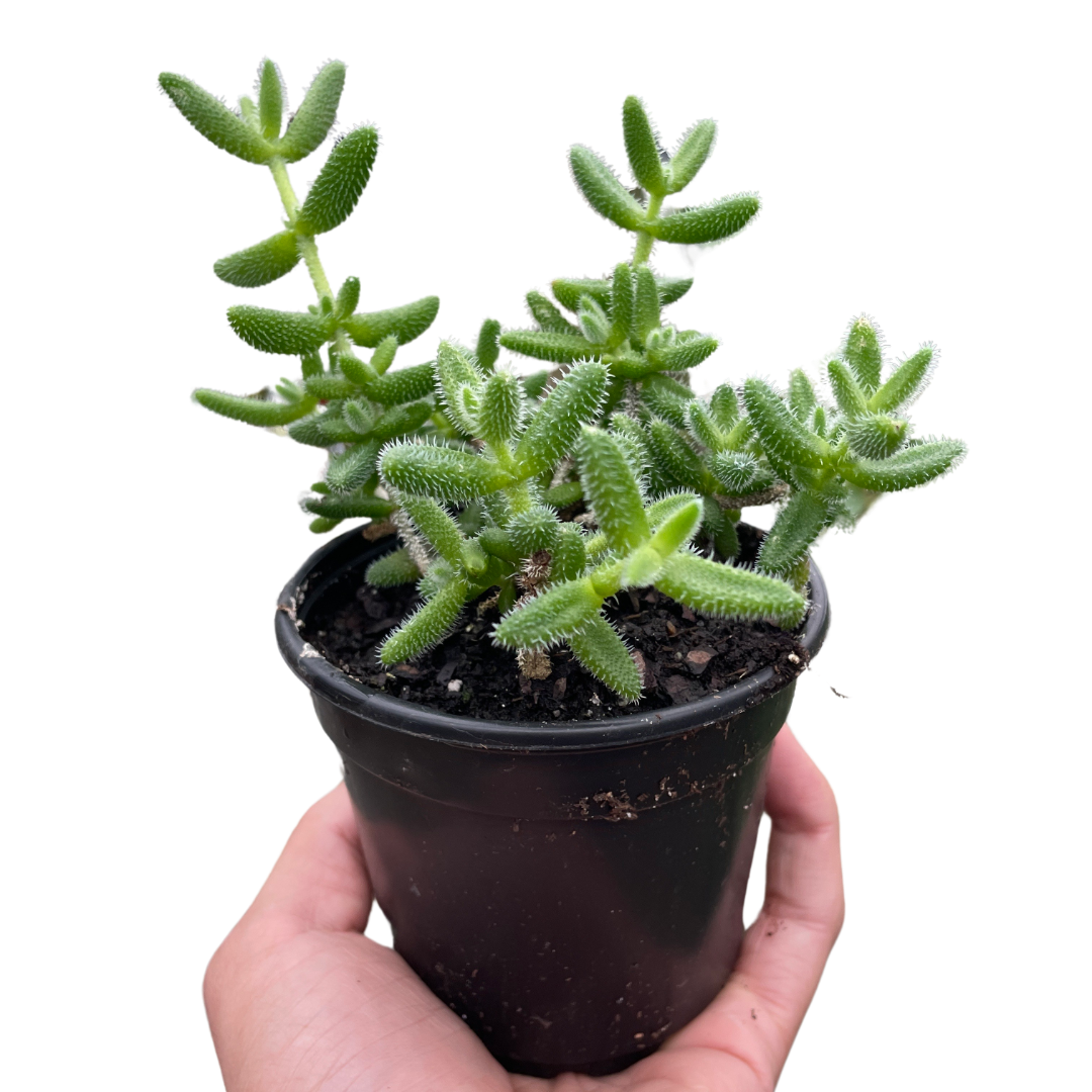 Delosperma echinatum 'Pickle Plant'-6" Pot