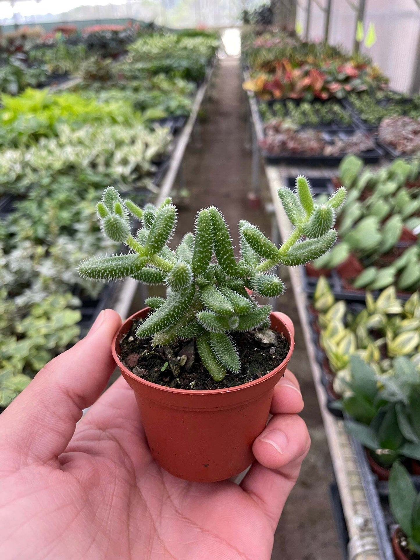 Delosperma echinatum 'Pickle Plant'-6" Pot