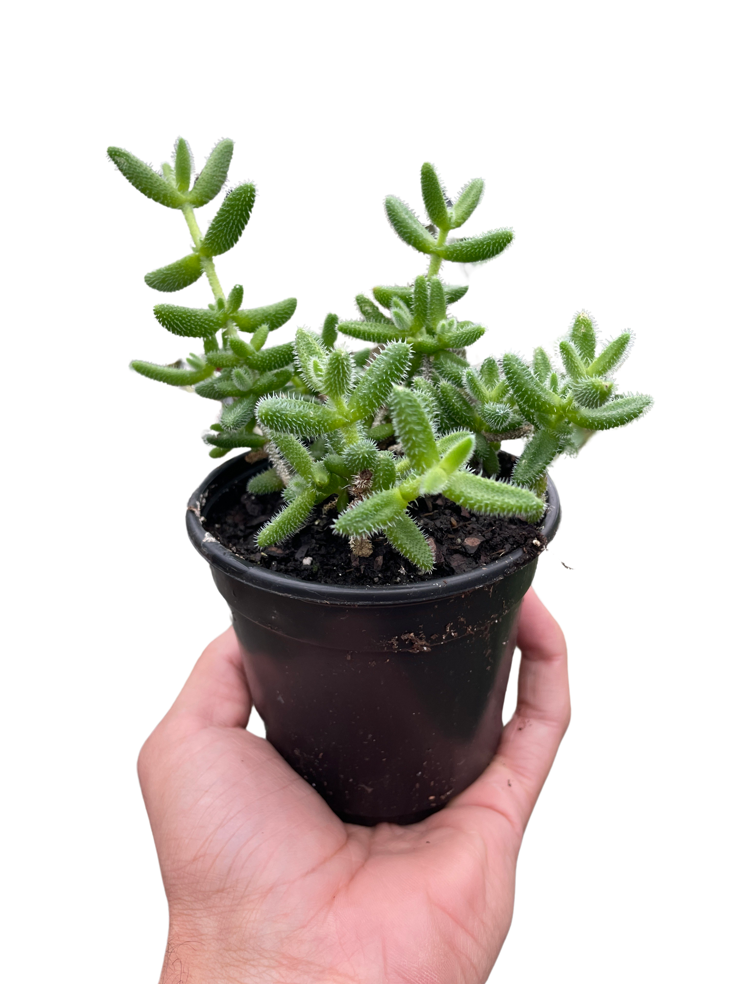 Delosperma echinatum 'Pickle Plant'-6" Pot