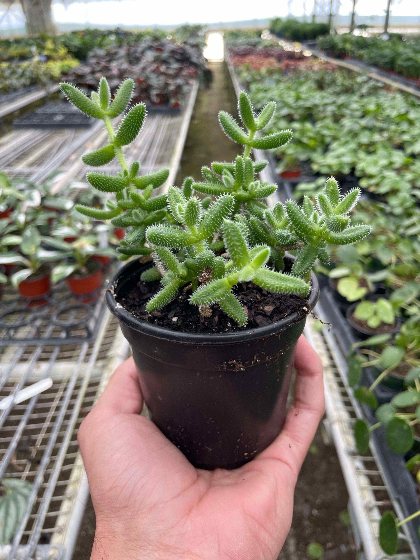 Delosperma echinatum 'Pickle Plant'-6" Pot