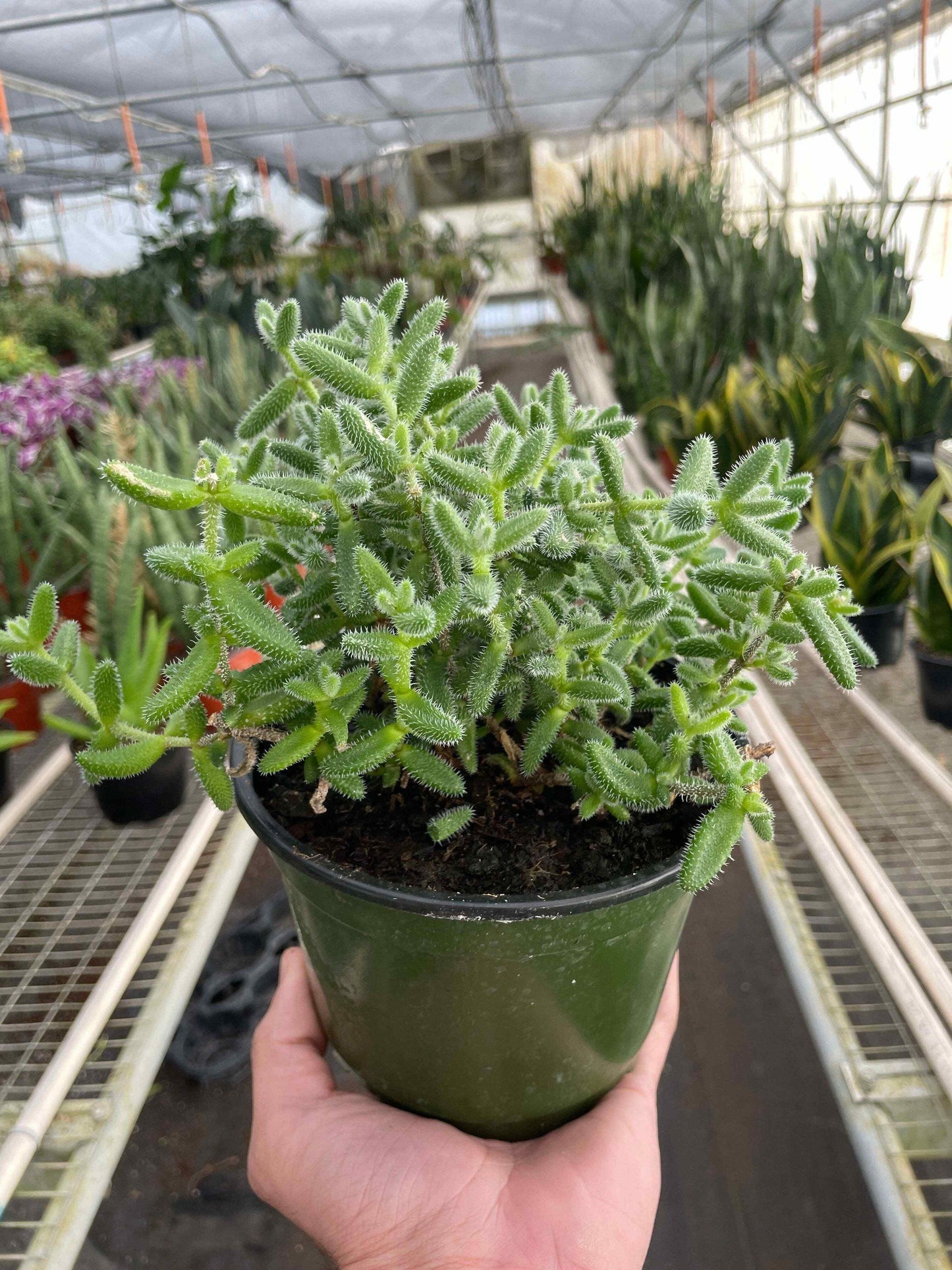 Delosperma echinatum 'Pickle Plant'-6" Pot