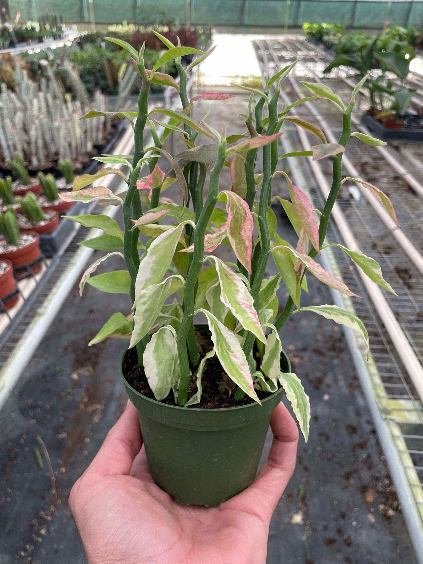 Variegated Devil's Backbone Euphorbia-6" Pot