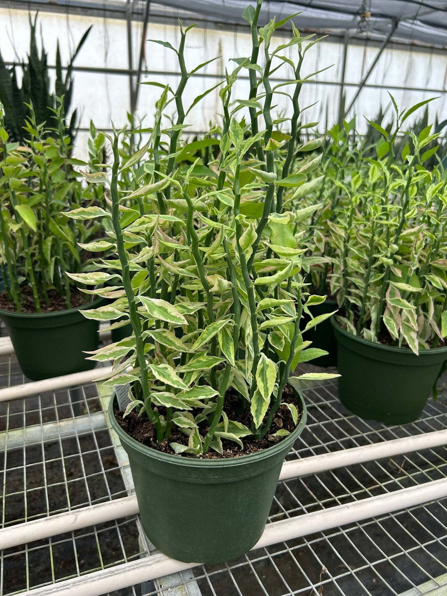 Variegated Devil's Backbone Euphorbia-6" Pot