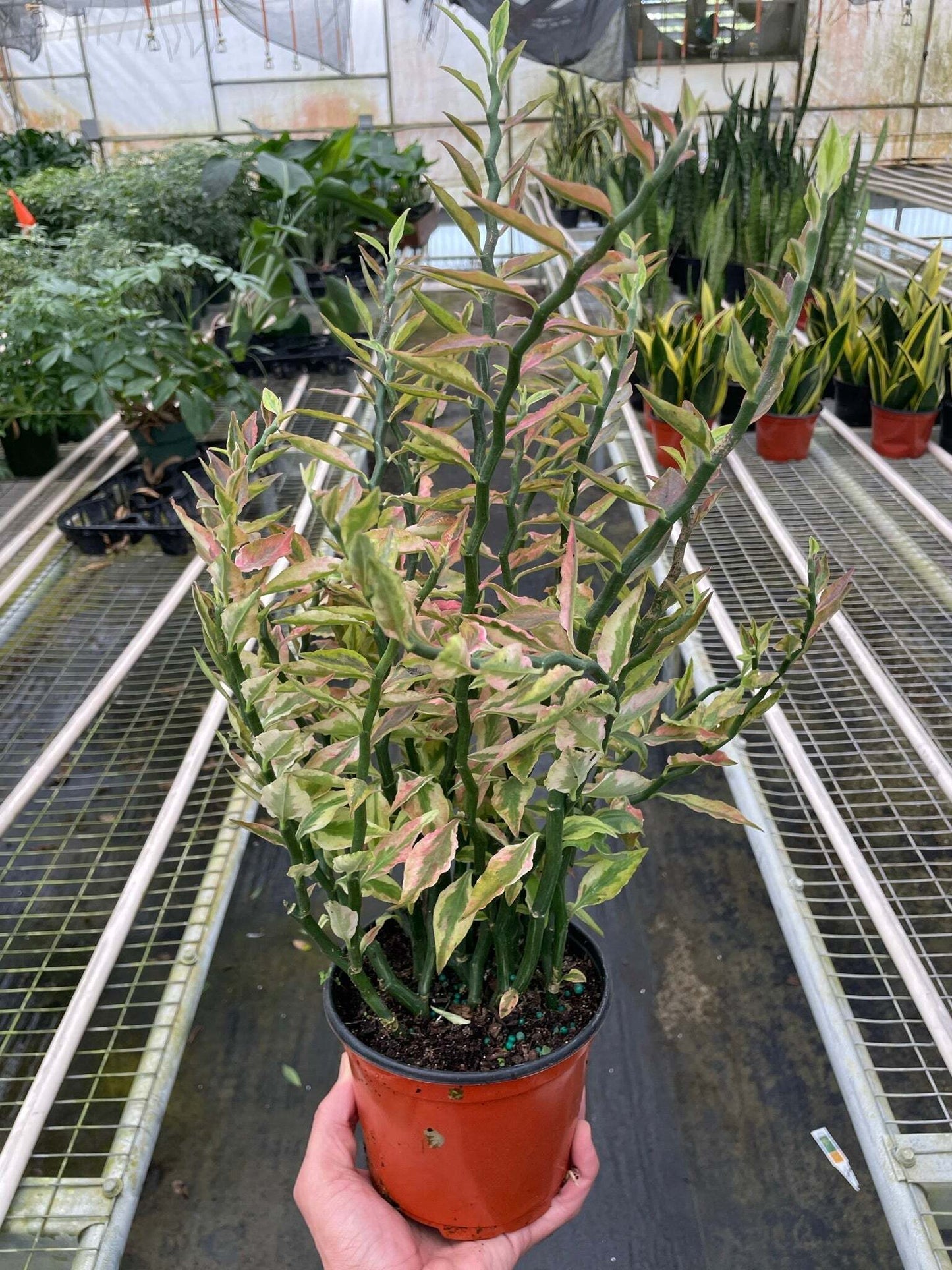 Variegated Devil's Backbone Euphorbia-6" Pot