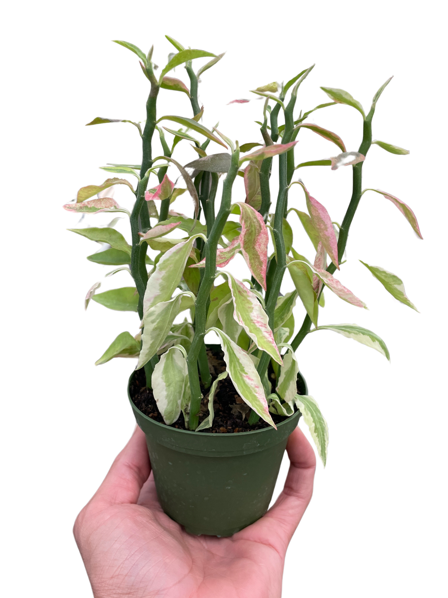 Variegated Devil's Backbone Euphorbia-6" Pot