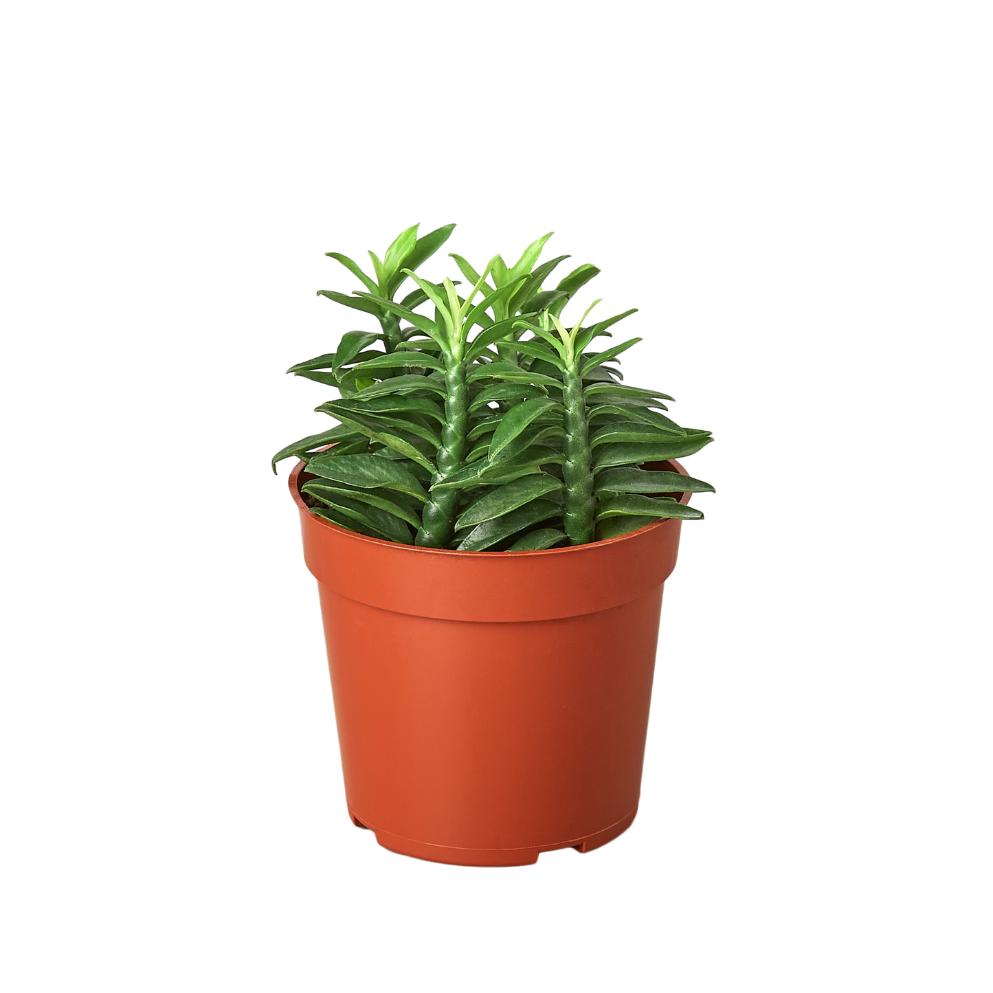 Devil's Backbone Euphorbia-6" Pot