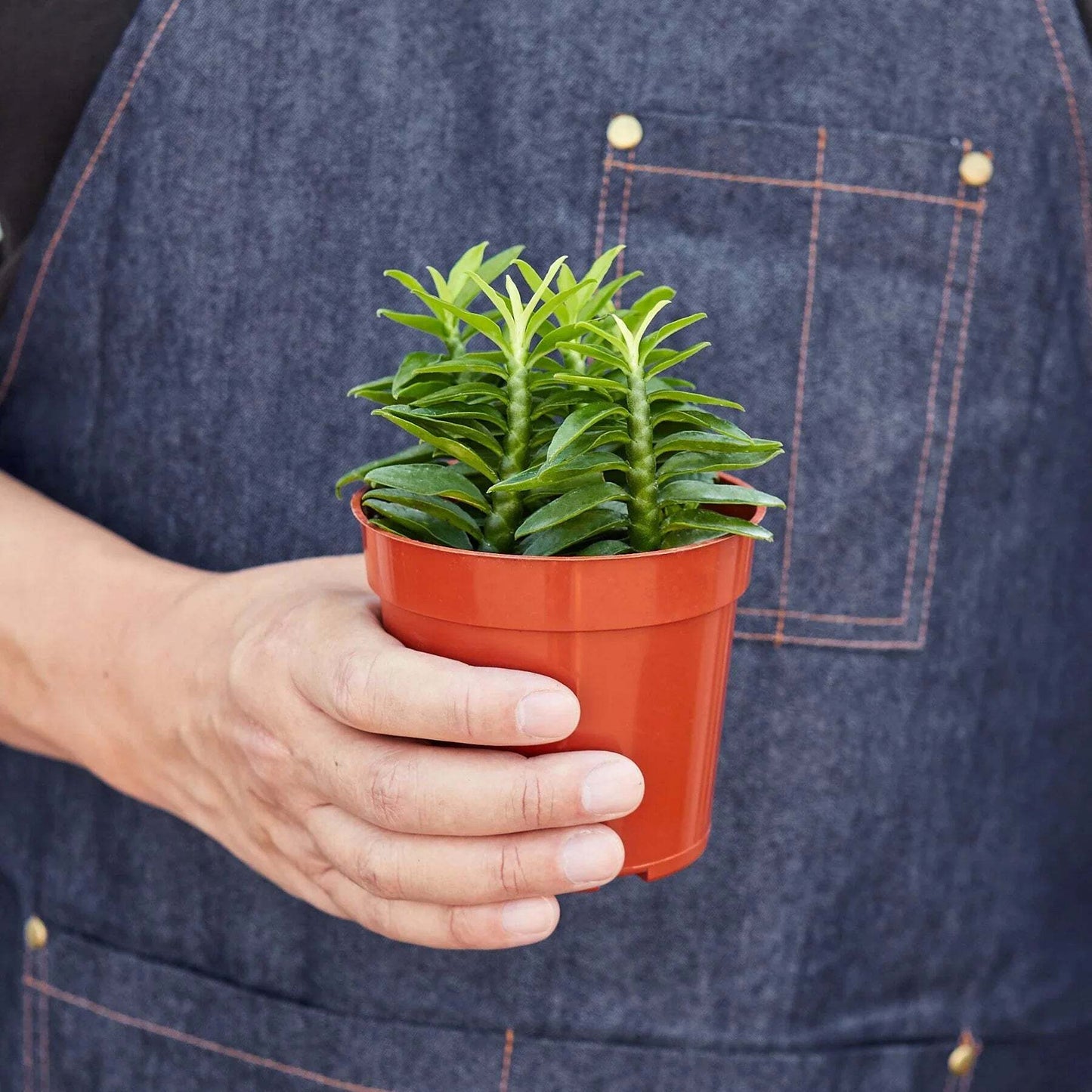 Devil's Backbone Euphorbia-6" Pot