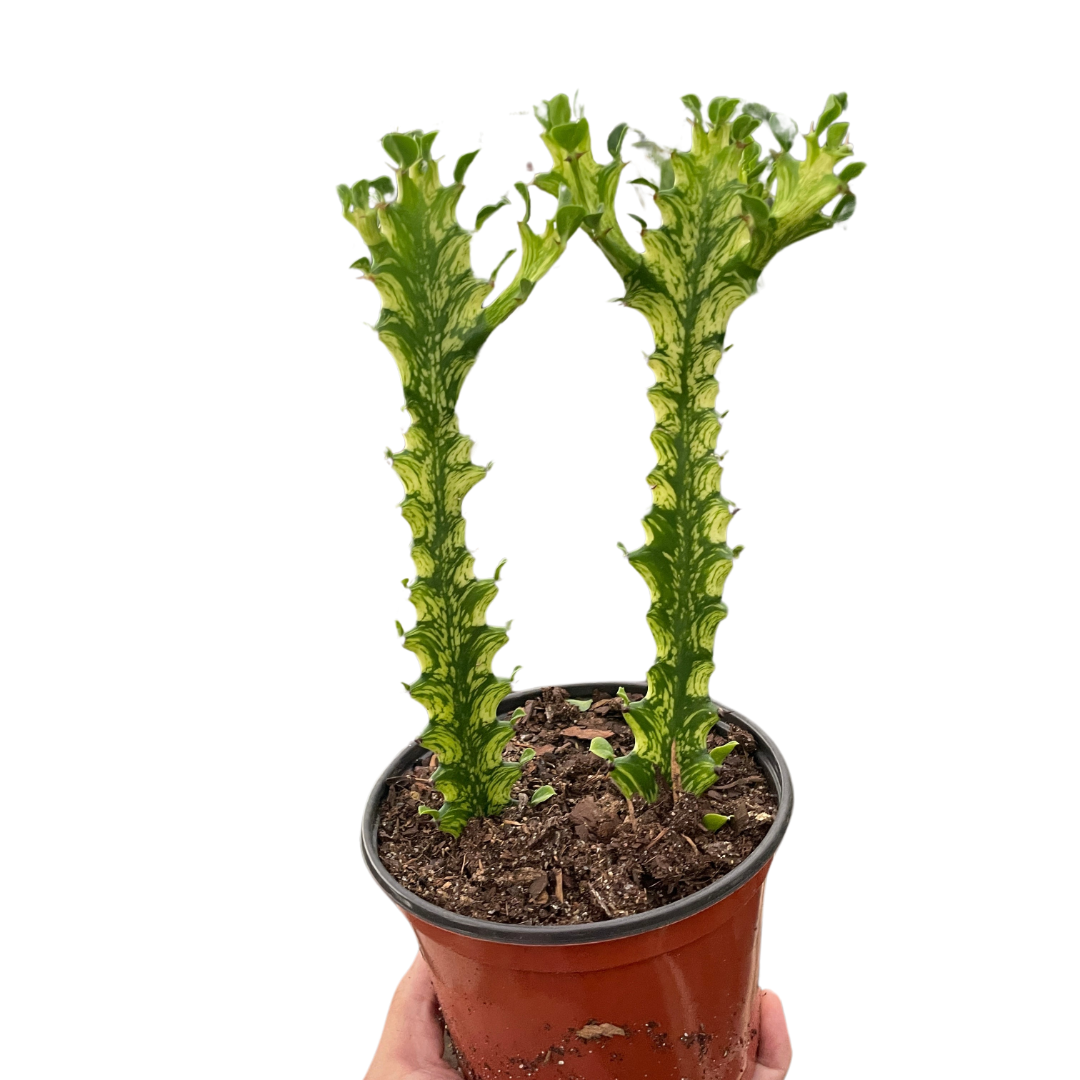 Euphorbia 'Mint Cream'-6" Pot