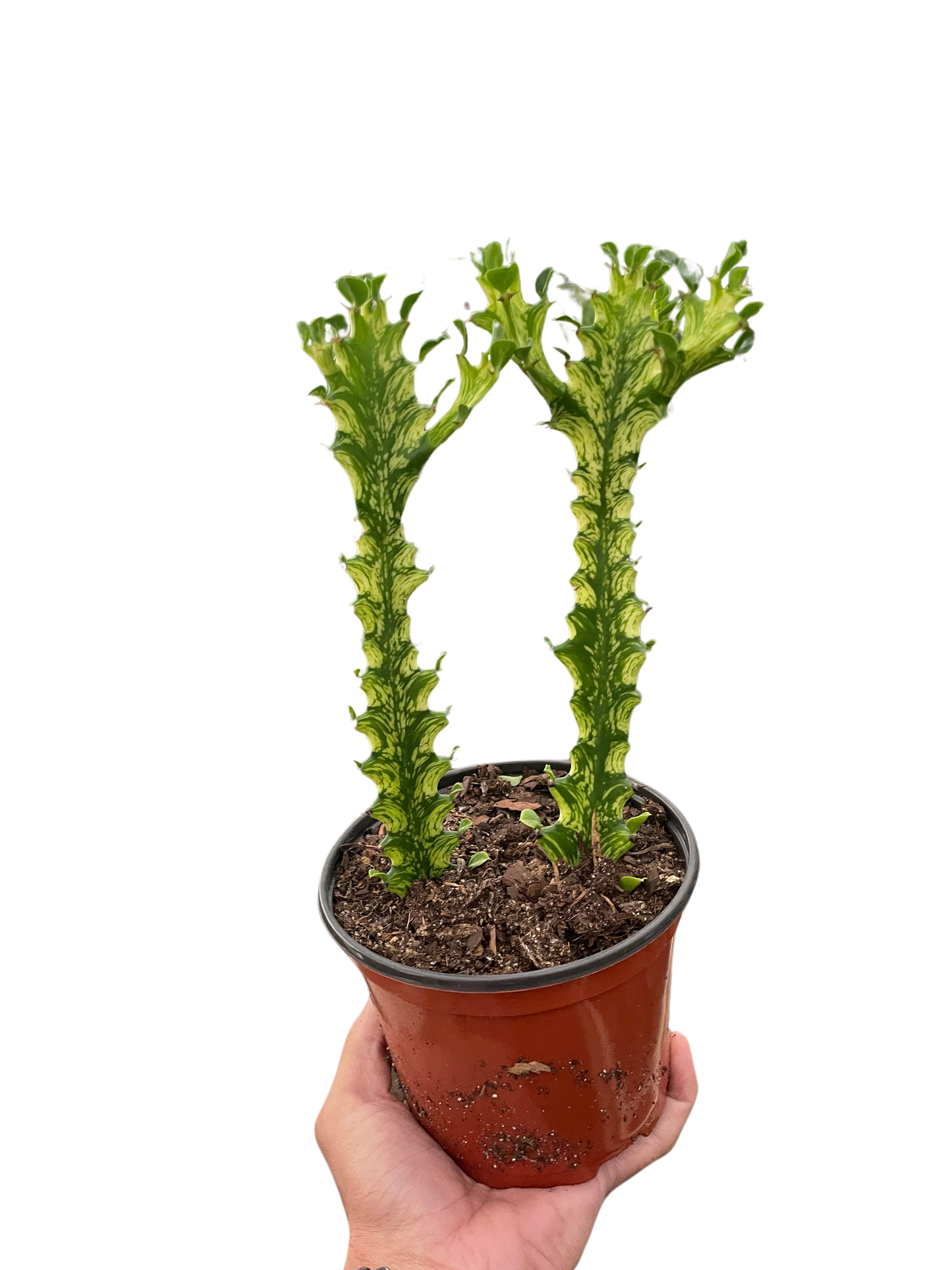 Euphorbia 'Mint Cream'-6" Pot