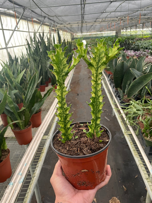 Euphorbia 'Mint Cream' - Scarvesnthangs