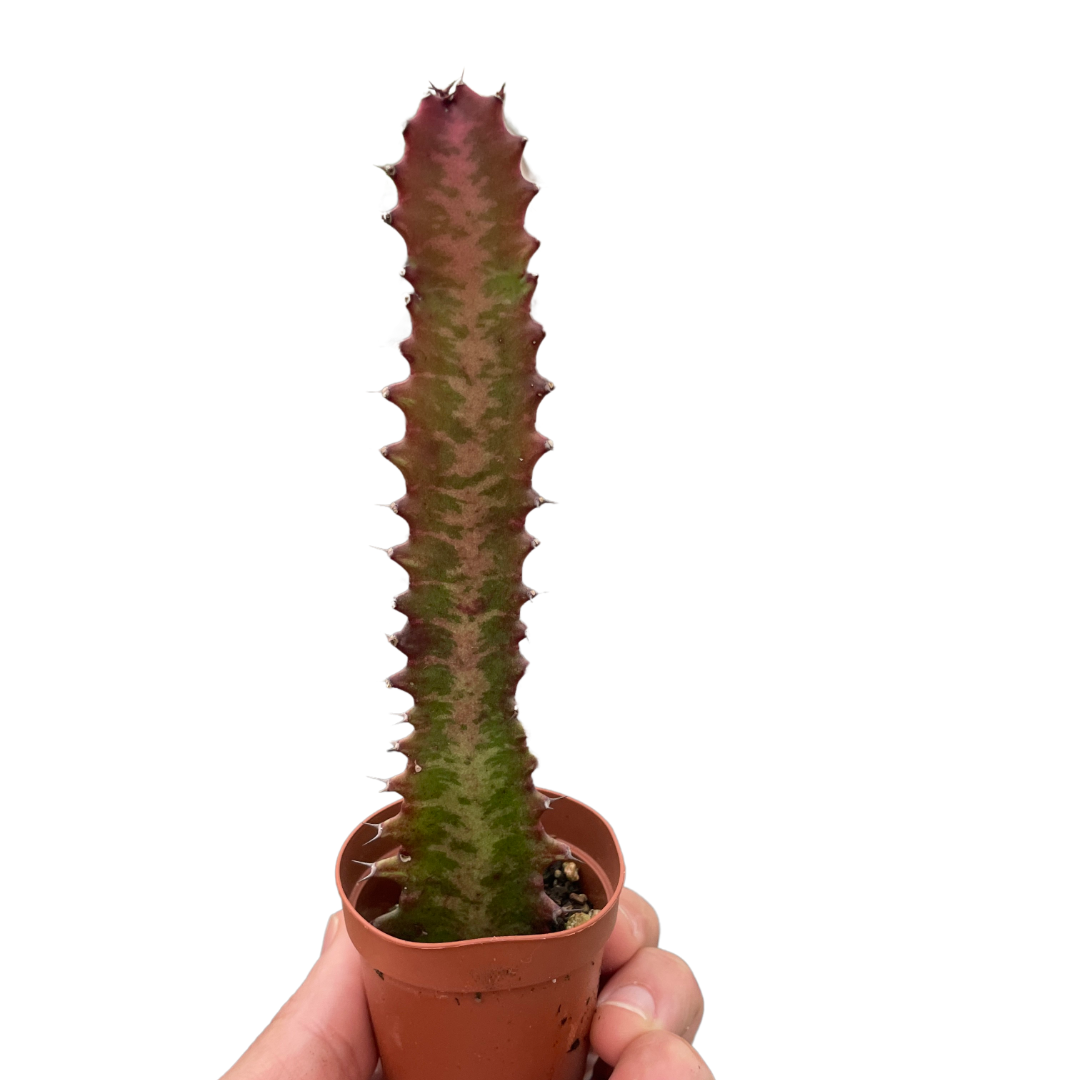 Succulent Euphorbia 'Trigona Rubra'-6" Pot