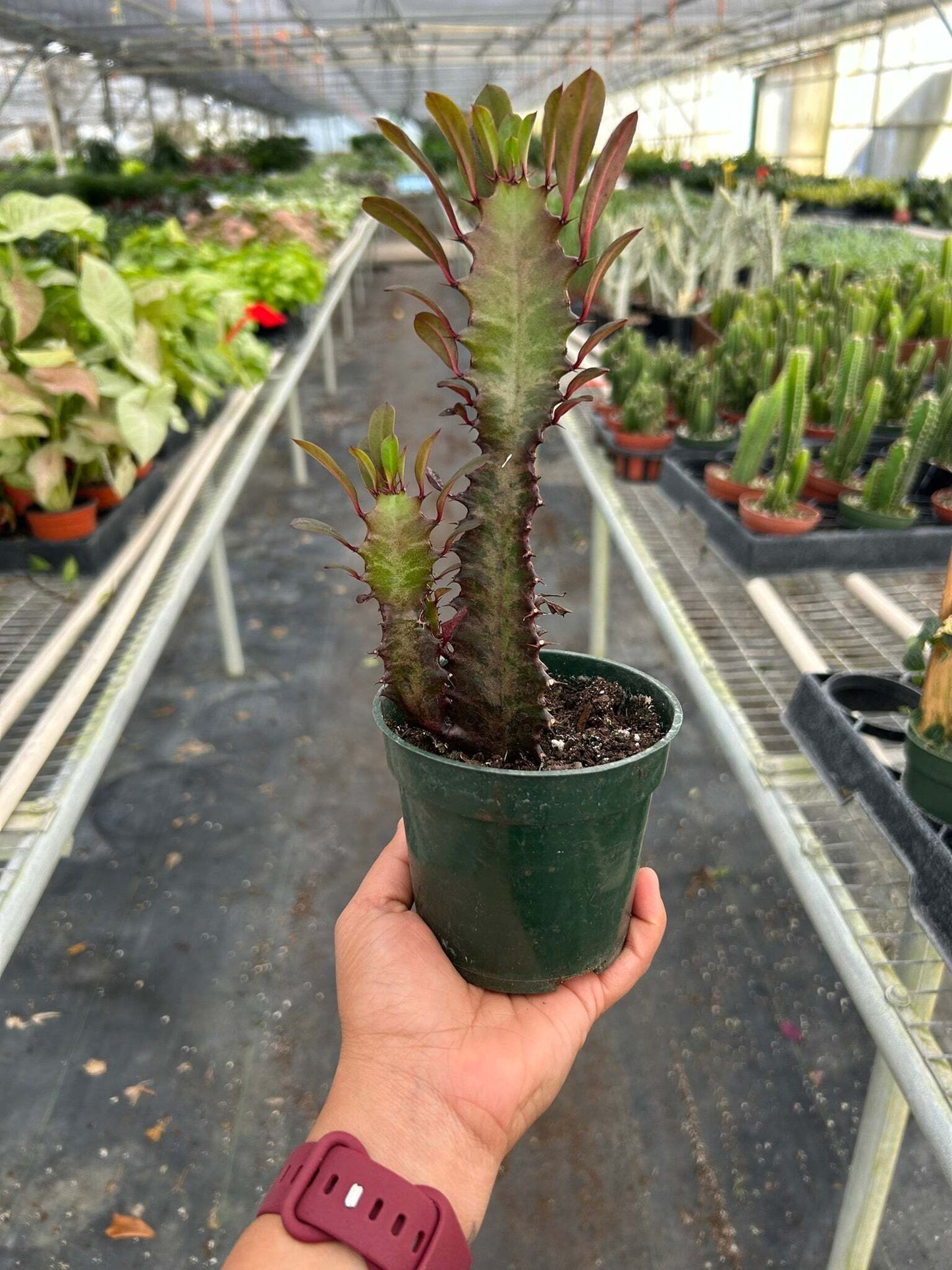 Succulent Euphorbia 'Trigona Rubra'-6" Pot