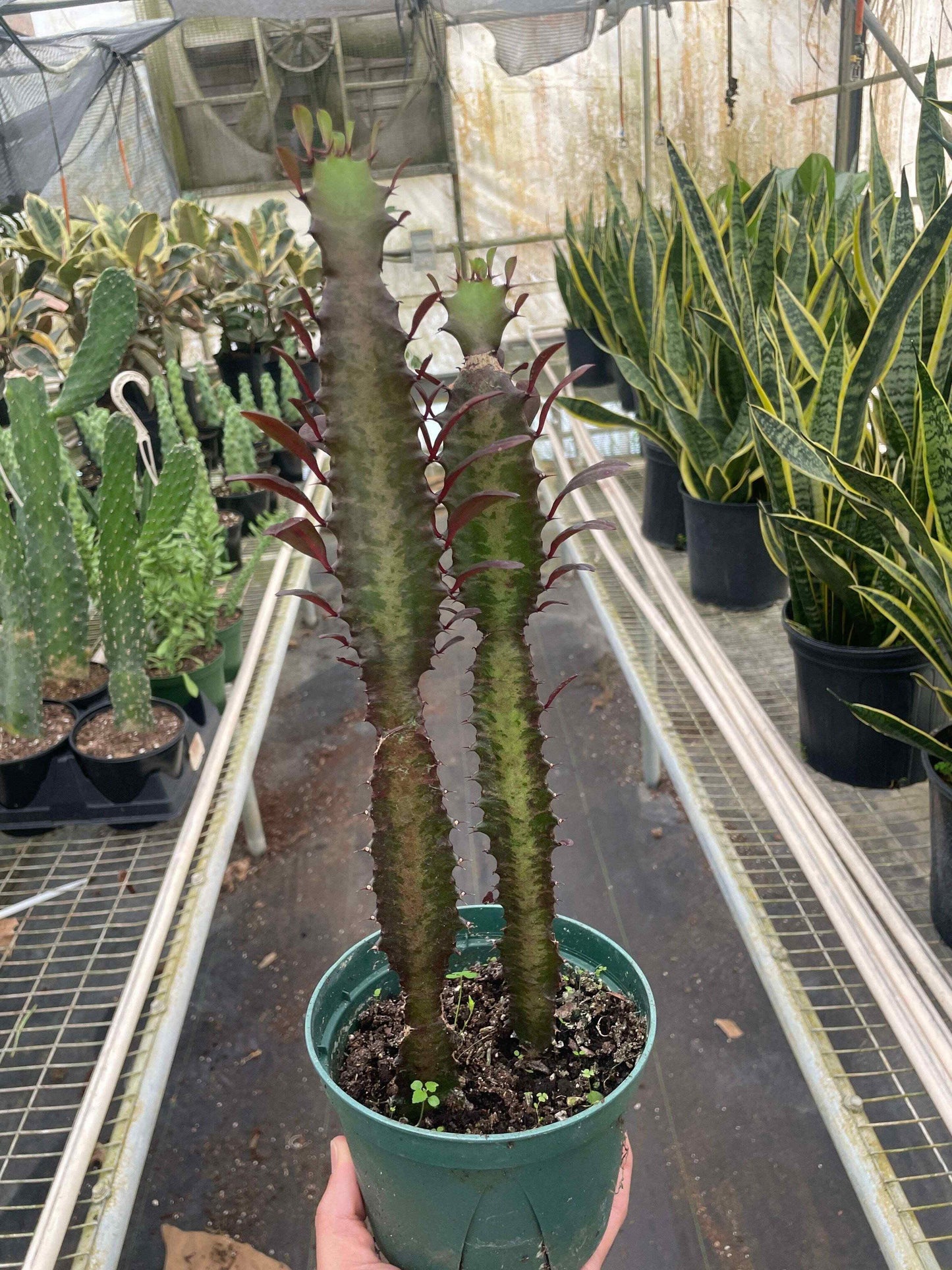 Succulent Euphorbia 'Trigona Rubra'-6" Pot