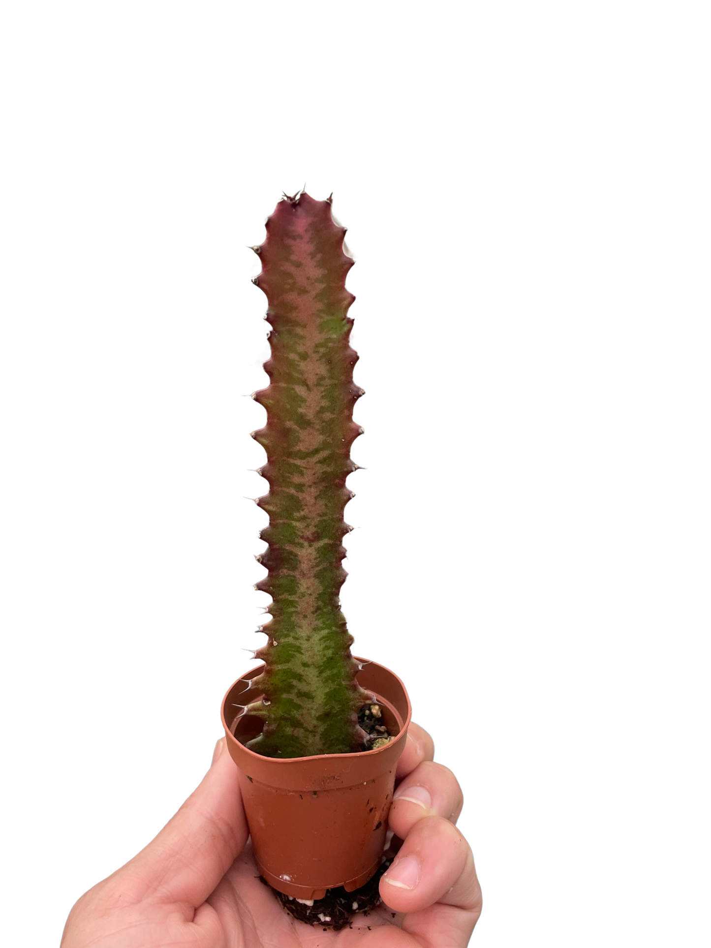 Succulent Euphorbia 'Trigona Rubra'-6" Pot