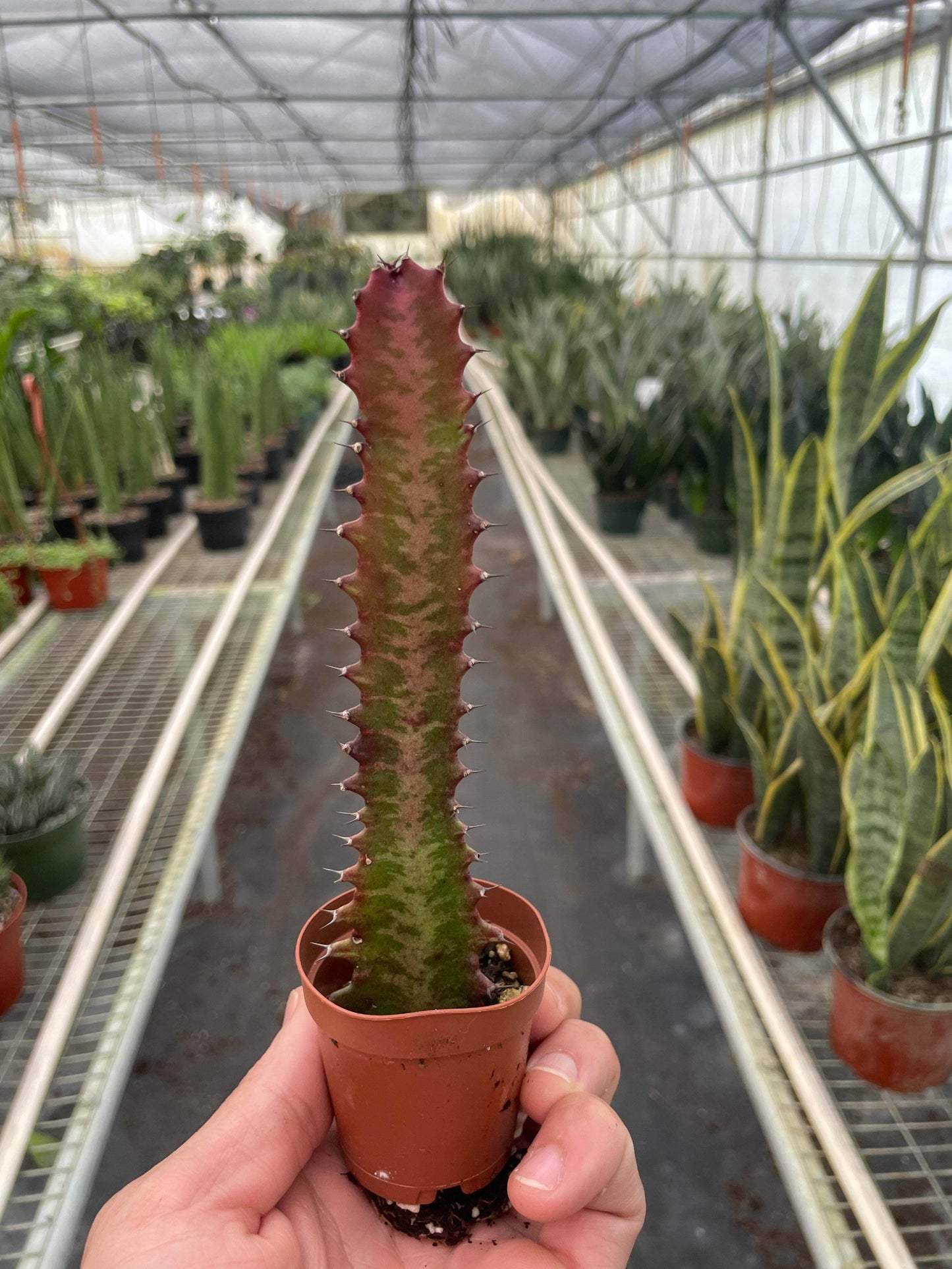 Succulent Euphorbia 'Trigona Rubra'-6" Pot