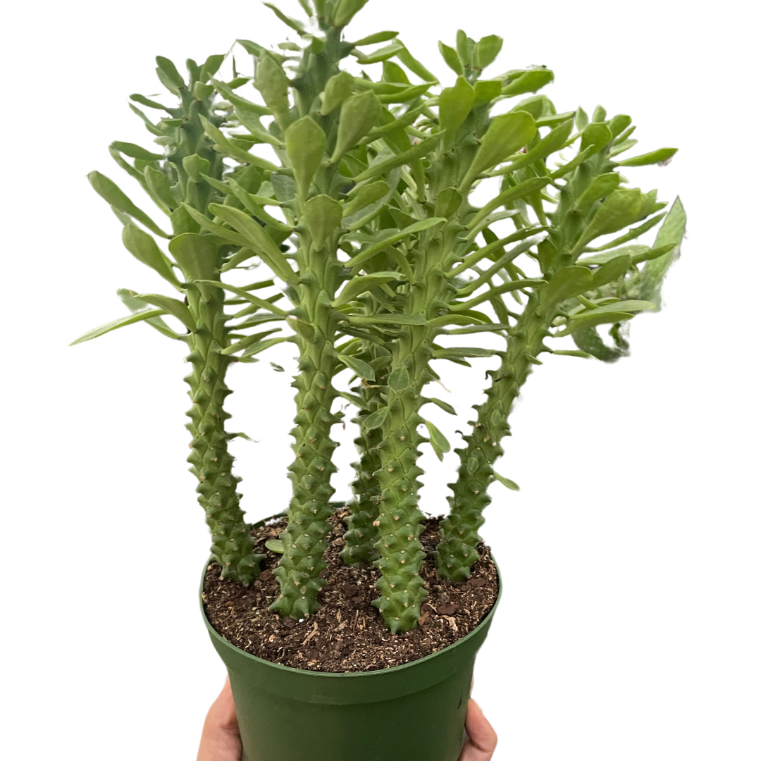 Euphorbia 'Sausage Spurge'-6" Pot