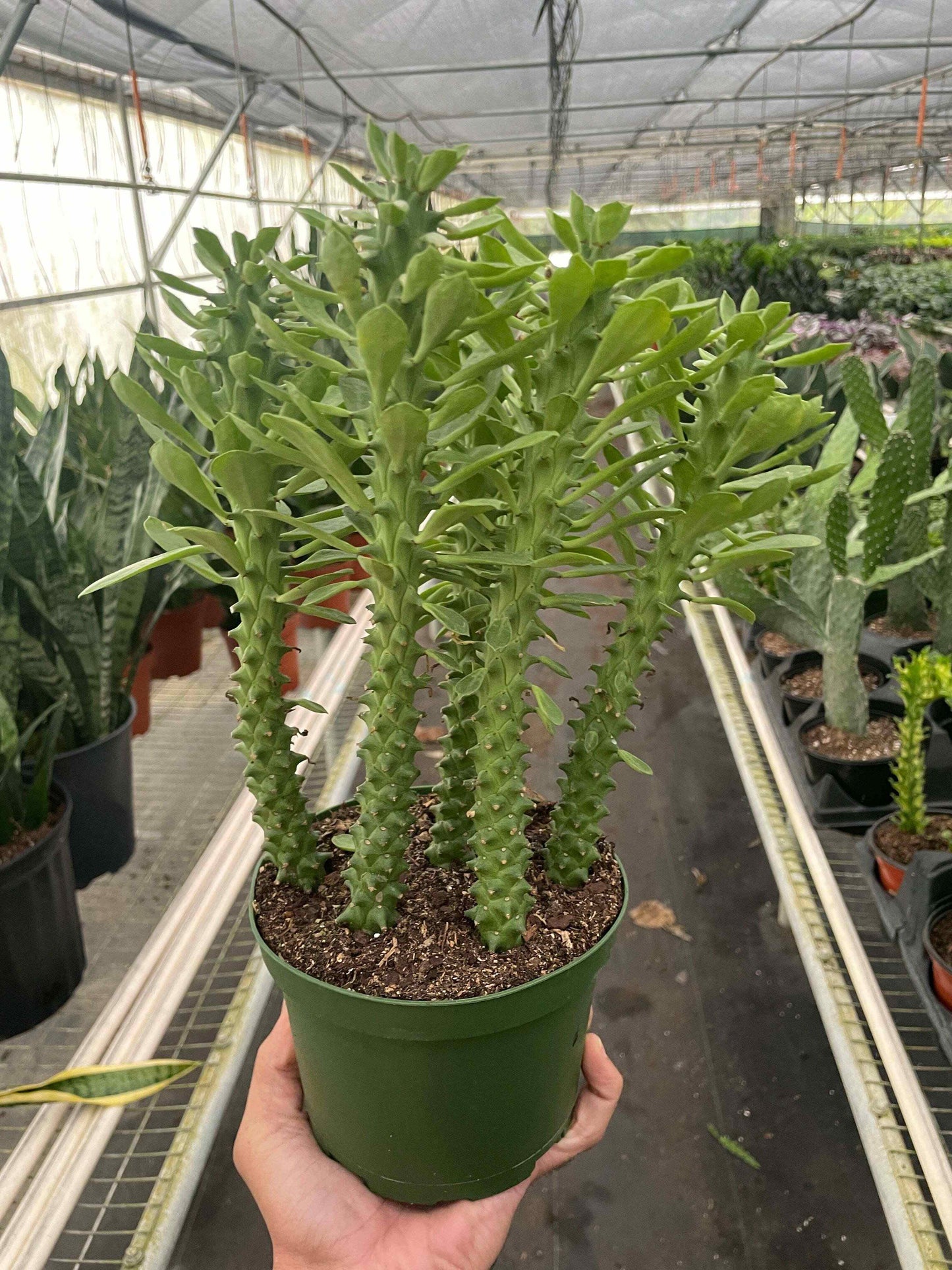 Euphorbia 'Sausage Spurge'-6" Pot