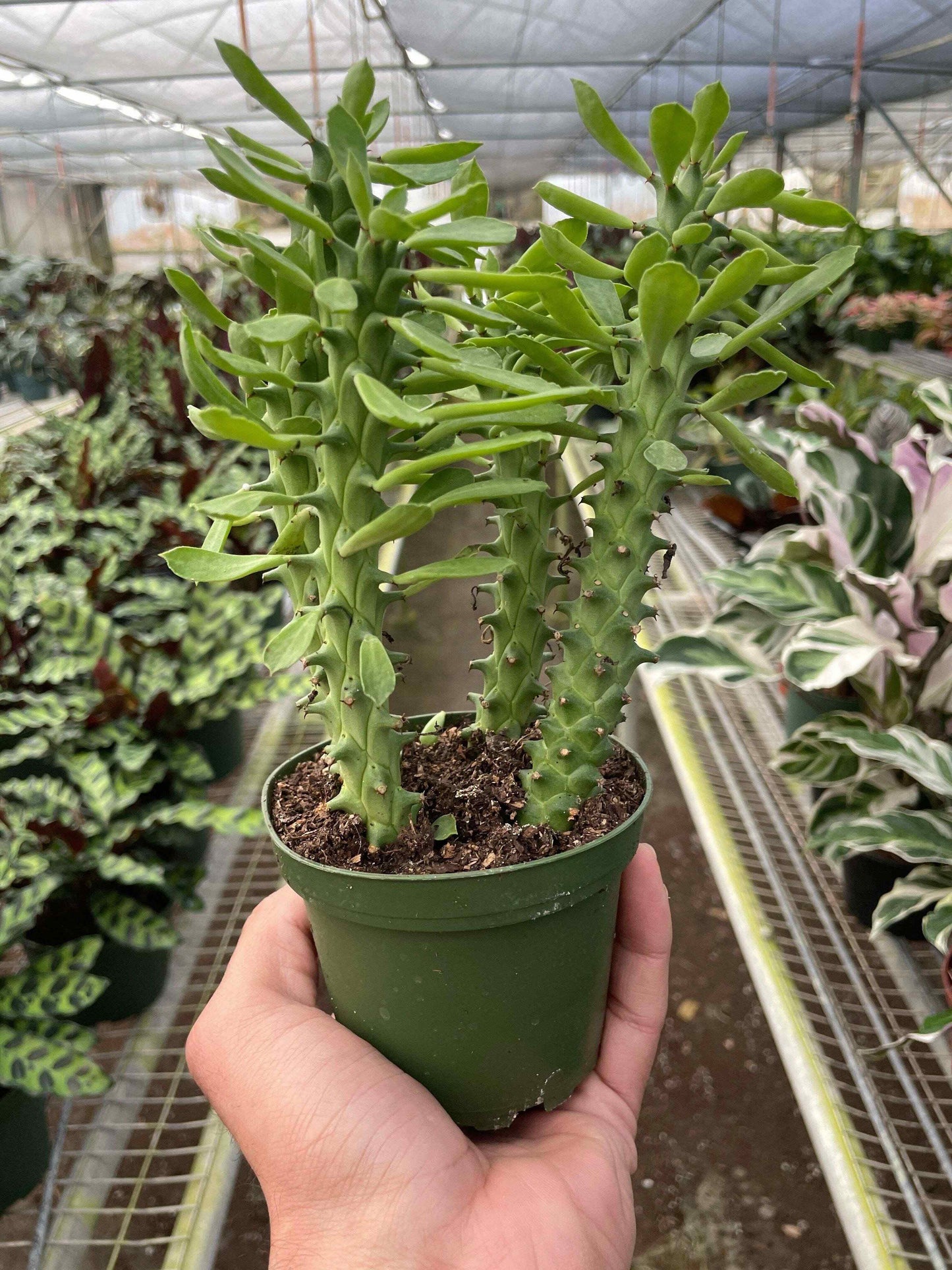 Euphorbia 'Sausage Spurge'-6" Pot