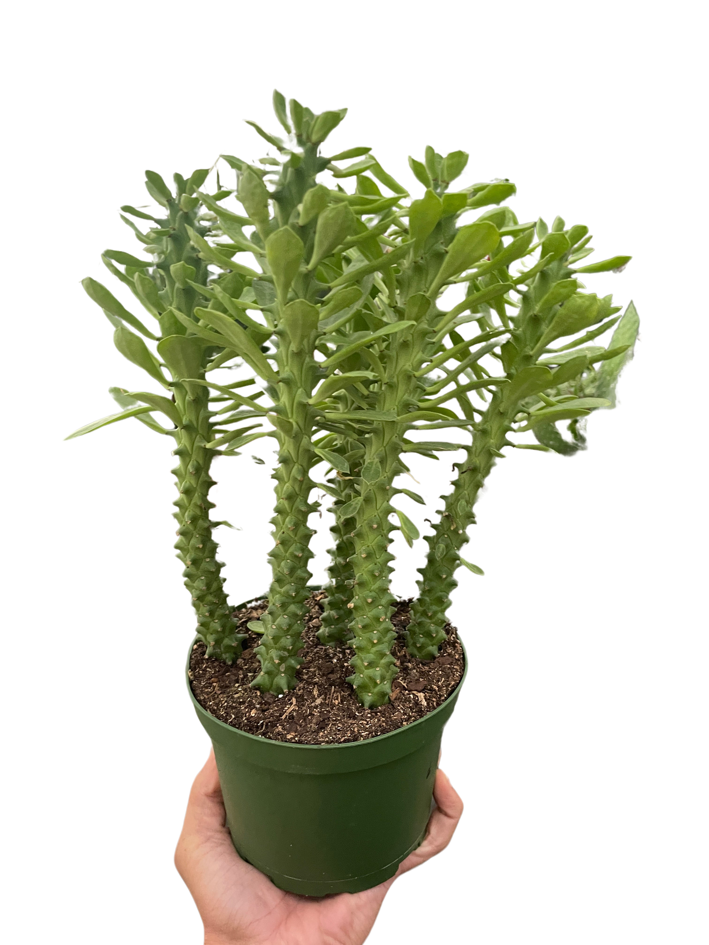 Euphorbia 'Sausage Spurge'-6" Pot