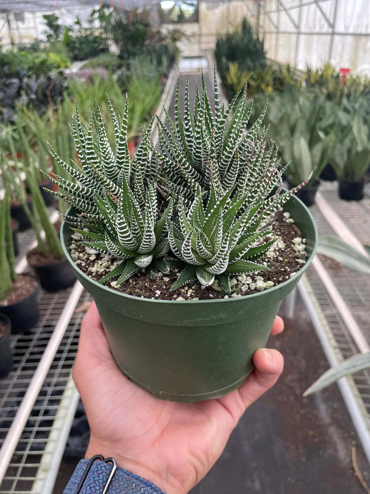 Zebra Succulent-6" Pot