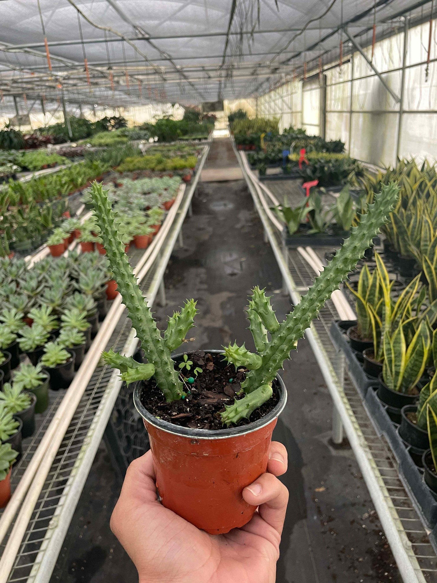 Red Dragon Flower (Huernia schneideriana)-6" Pot