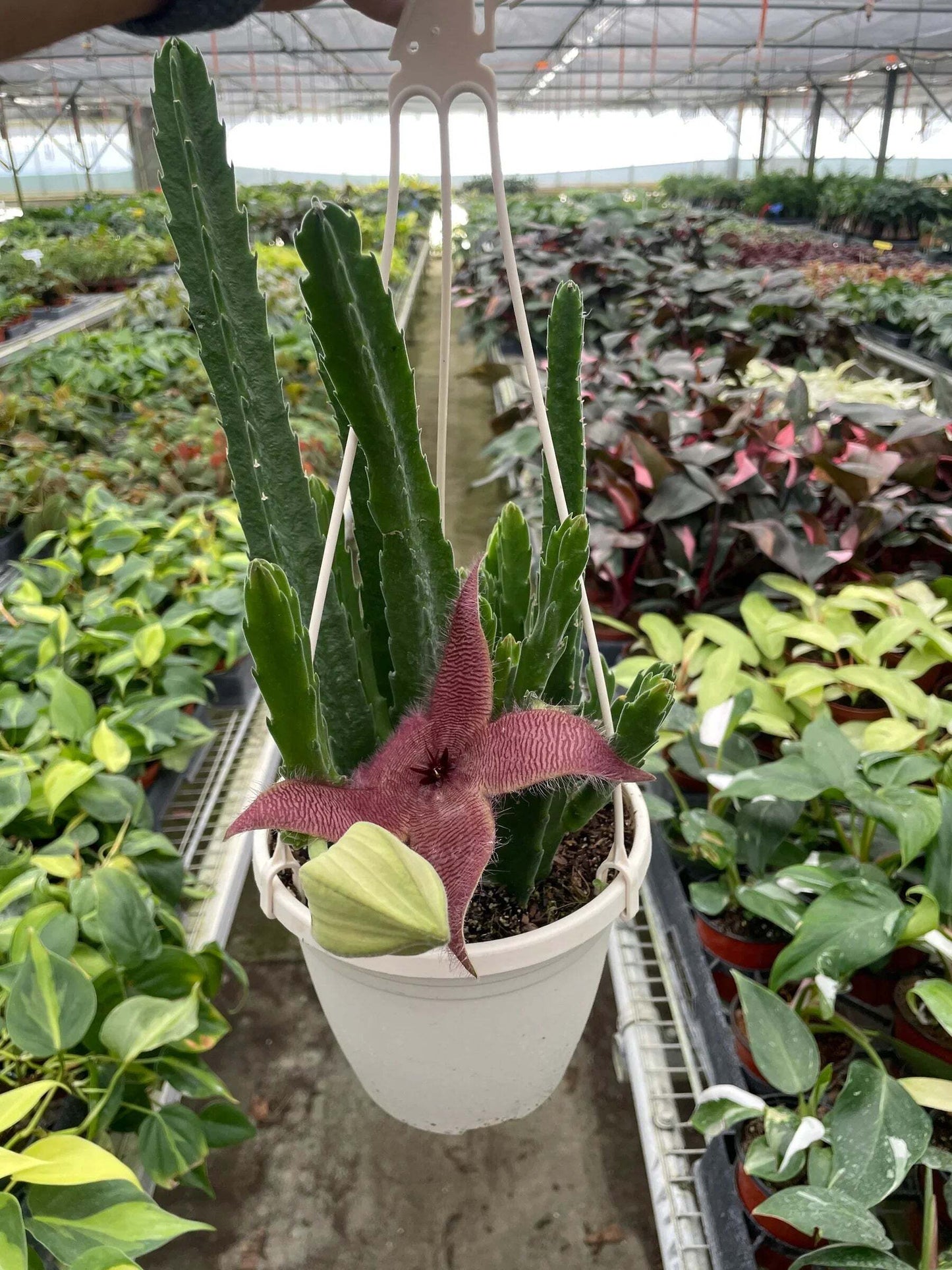 Red Dragon Flower (Huernia schneideriana)-6" Pot