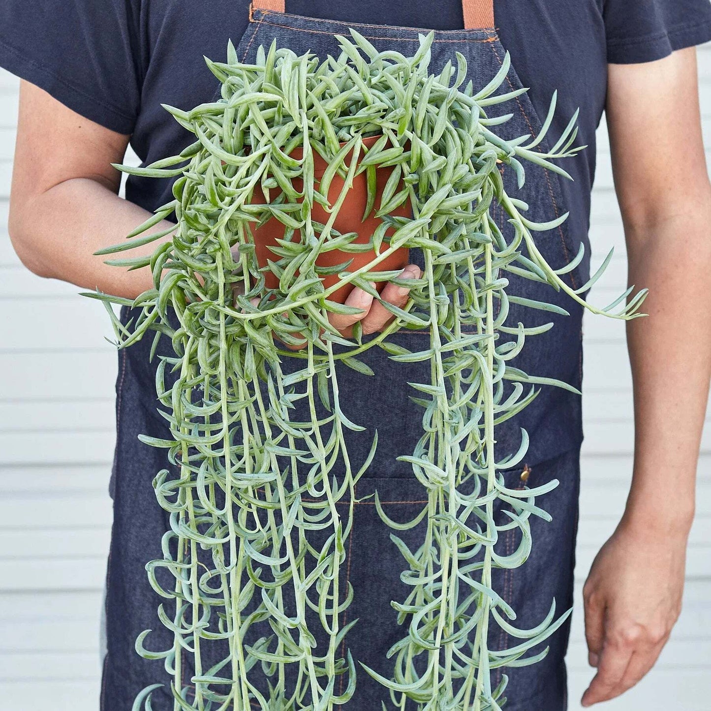 Senecio Succulent 'Fish Hooks'-6" Pot / Nursery Pot