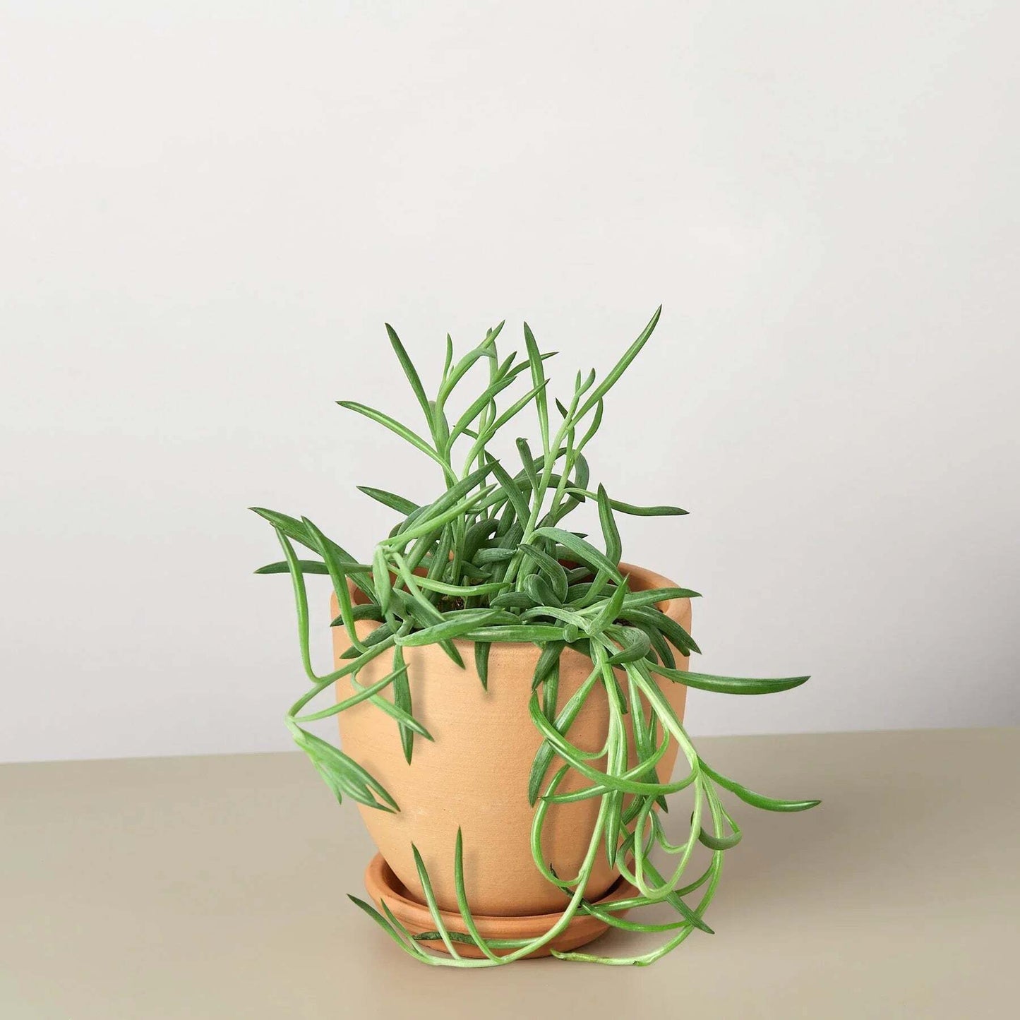 Senecio Succulent 'Fish Hooks'-6" Pot / Nursery Pot