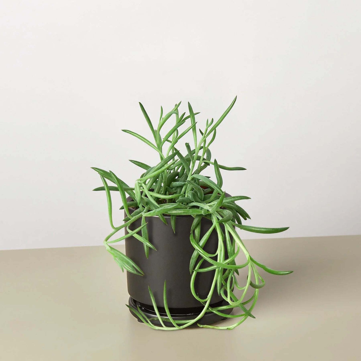 Senecio Succulent 'Fish Hooks'-6" Pot / Nursery Pot