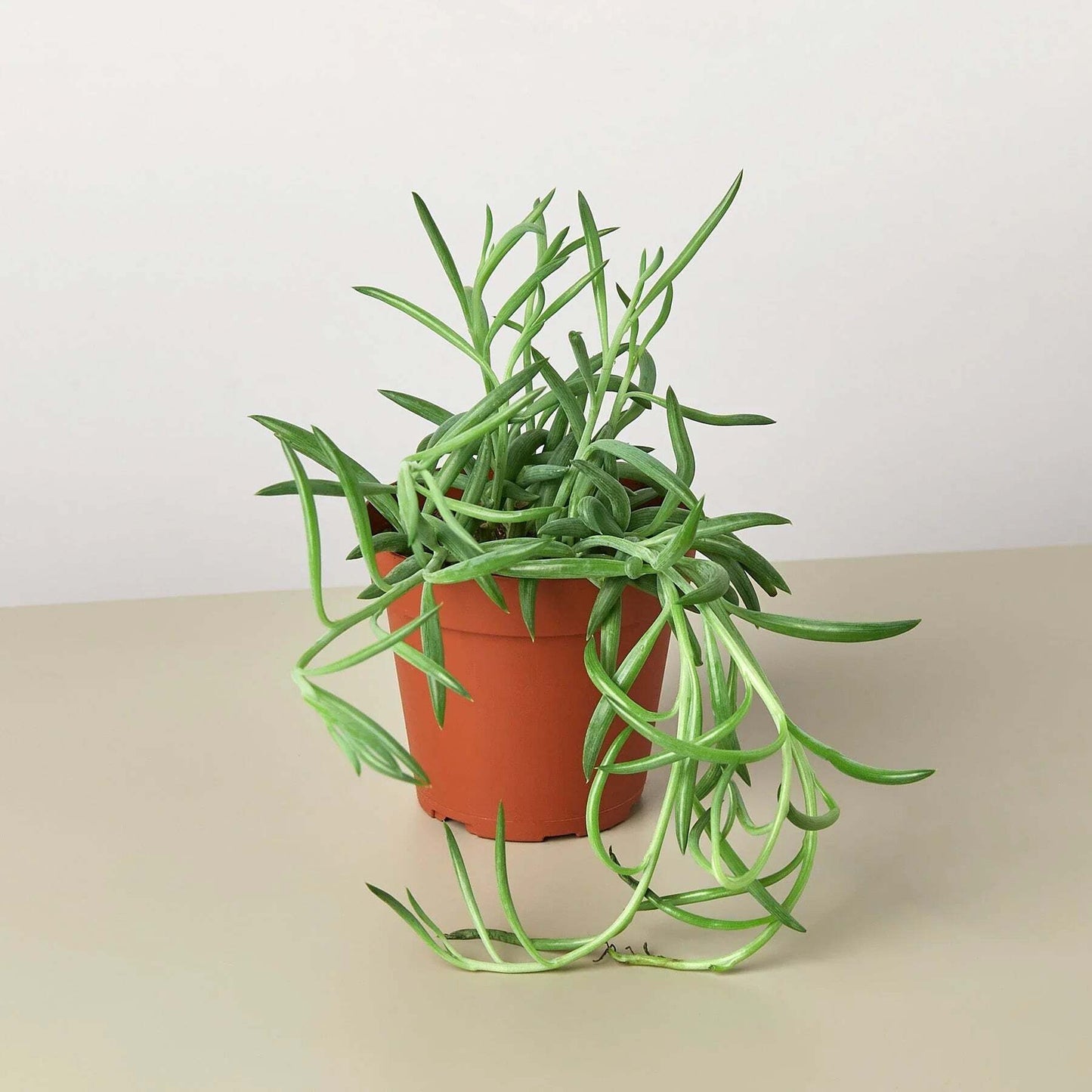 Senecio Succulent 'Fish Hooks'-6" Pot / Nursery Pot