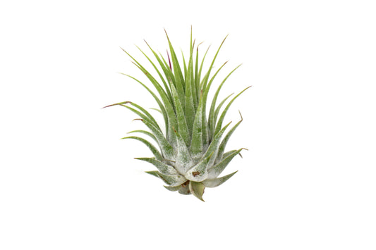 Tillandsia Air Plant Ionantha - 25 Pack