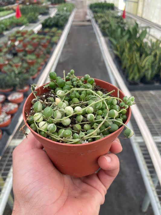 Succulent 'String of Pearls' Variegated - Scarvesnthangs